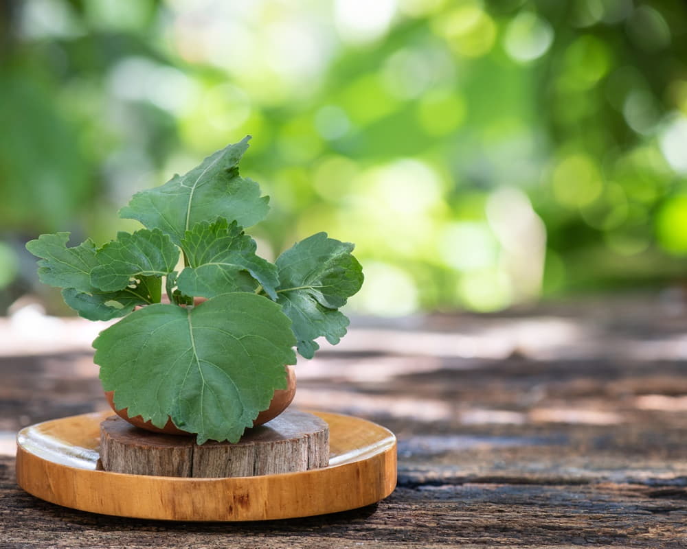 patchouli-pogostemon-cablin-branch-green-leaves1000800廣藿香 廣藿香精油功效百科