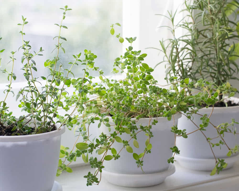 pots-with-herbs-window-sill1000800 馬鬱蘭精油功效百科