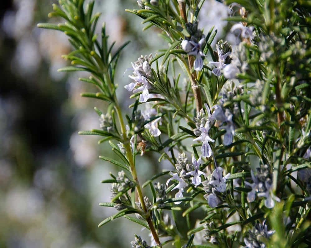 rosemary-5003593_19201000800- 沒有鼻塞卻聞不到味道?嗅覺刺激加精油經絡按摩可挽救！