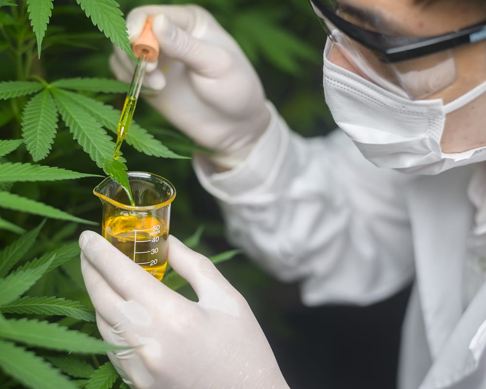 scientist-is-checking-analyzing-cannabis-experiment-holding-beaker-cbd-oil-laboratory1000800 精油化學之植物精油怎麼產生