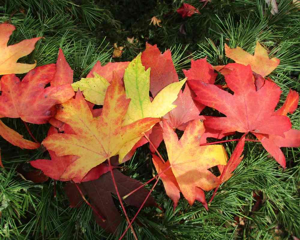 sheets-2869772_19201000800 楓香精油功效百科