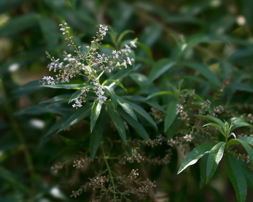 馬鞭草精油功效百科