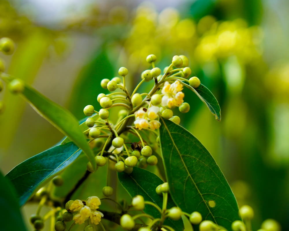 shutterstock_16119448271000800山雞椒 山雞椒精油功效百科