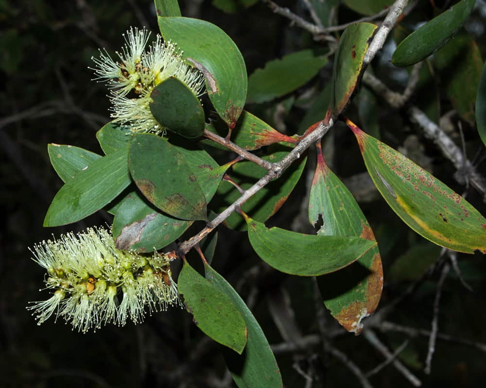 shutterstock_16830876521000800 綠花白千層精油功效百科