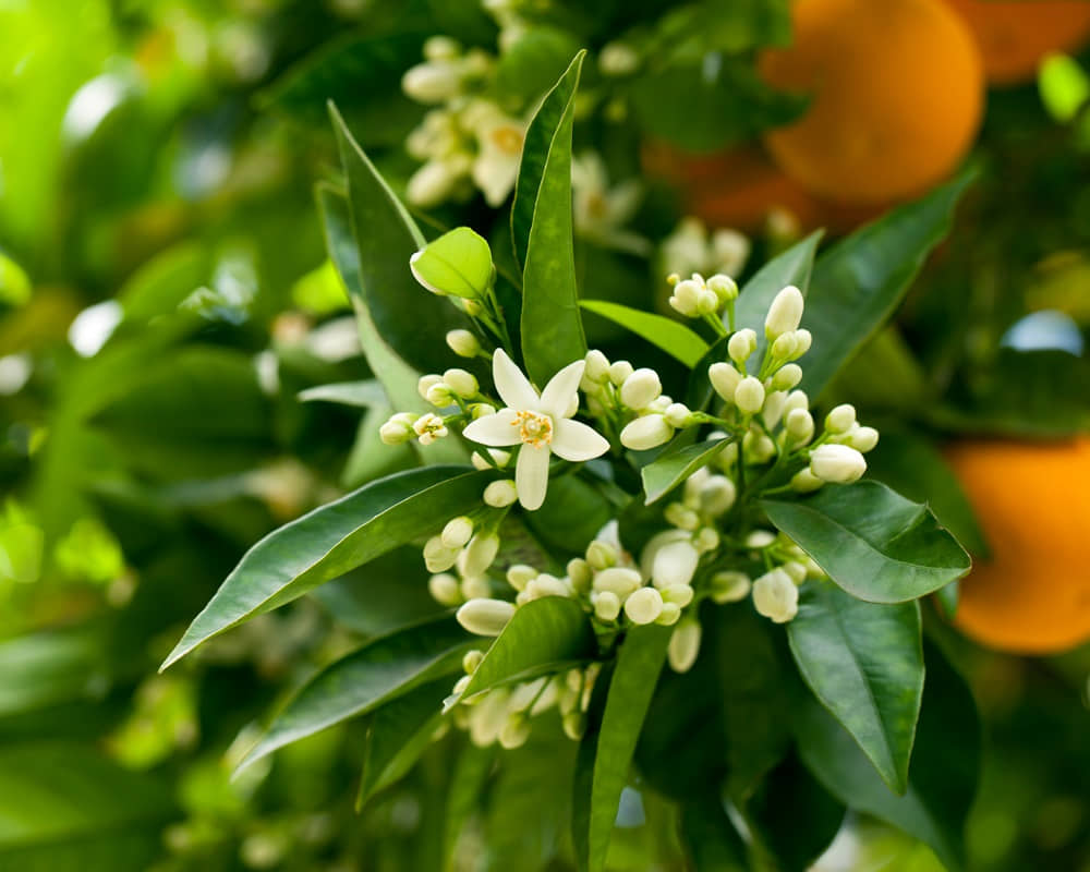 shutterstock_2655303231000800 精油化學分子之沉香醇/芳樟醇(Linalool)