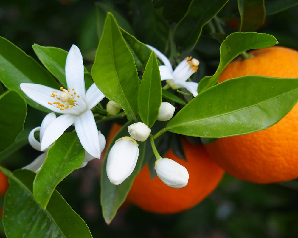 shutterstock_2817736401000800-1苦橙業 橙花精油功效百科