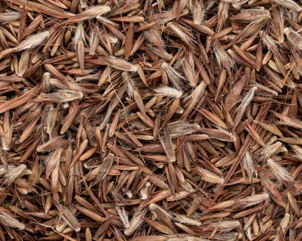 shutterstock_4211406941000800玫瑰草 玫瑰草精油功效百科