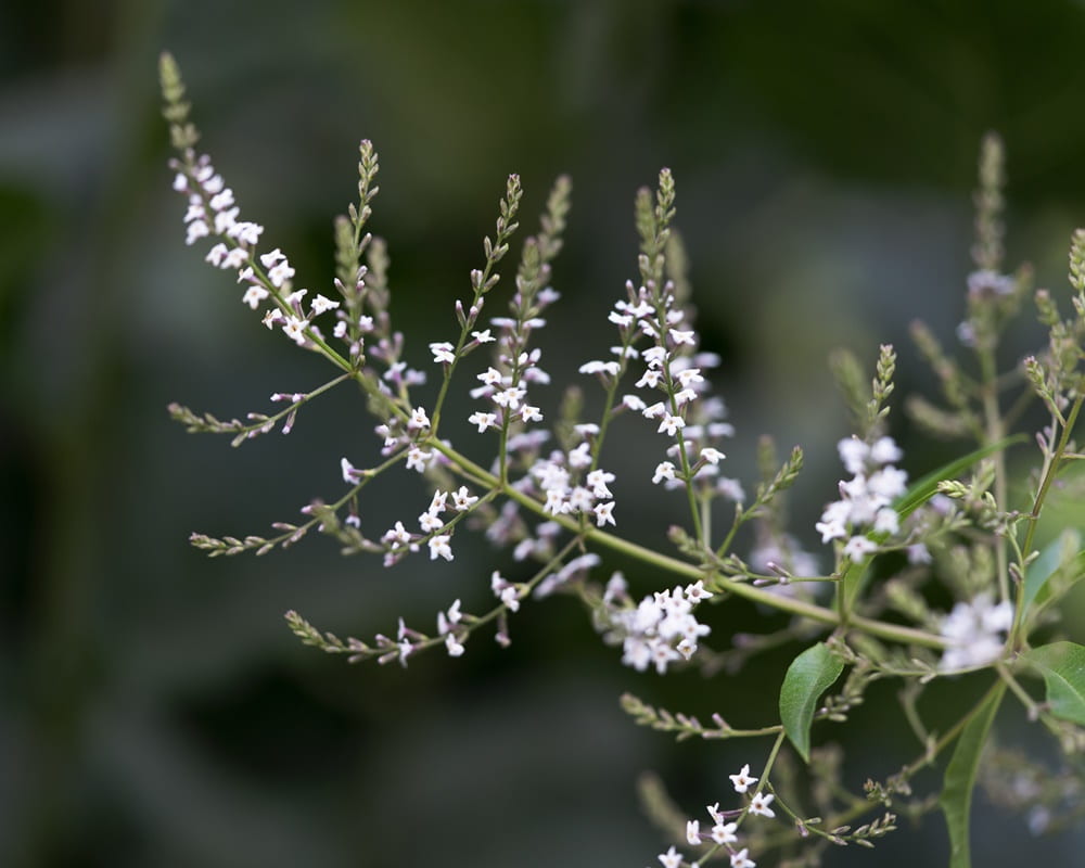 shutterstock_6905811131000800馬鞭草 馬鞭草精油功效百科