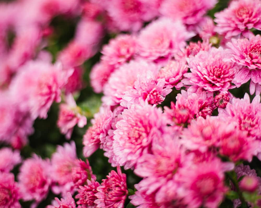 small-pink-chrysanthemums-daisies-grow-flowerbed-as-fluffy-bush-autumn-beautiful-background-natural-texture1000 男人要強女人要美，重振身體的陽氣能量庫