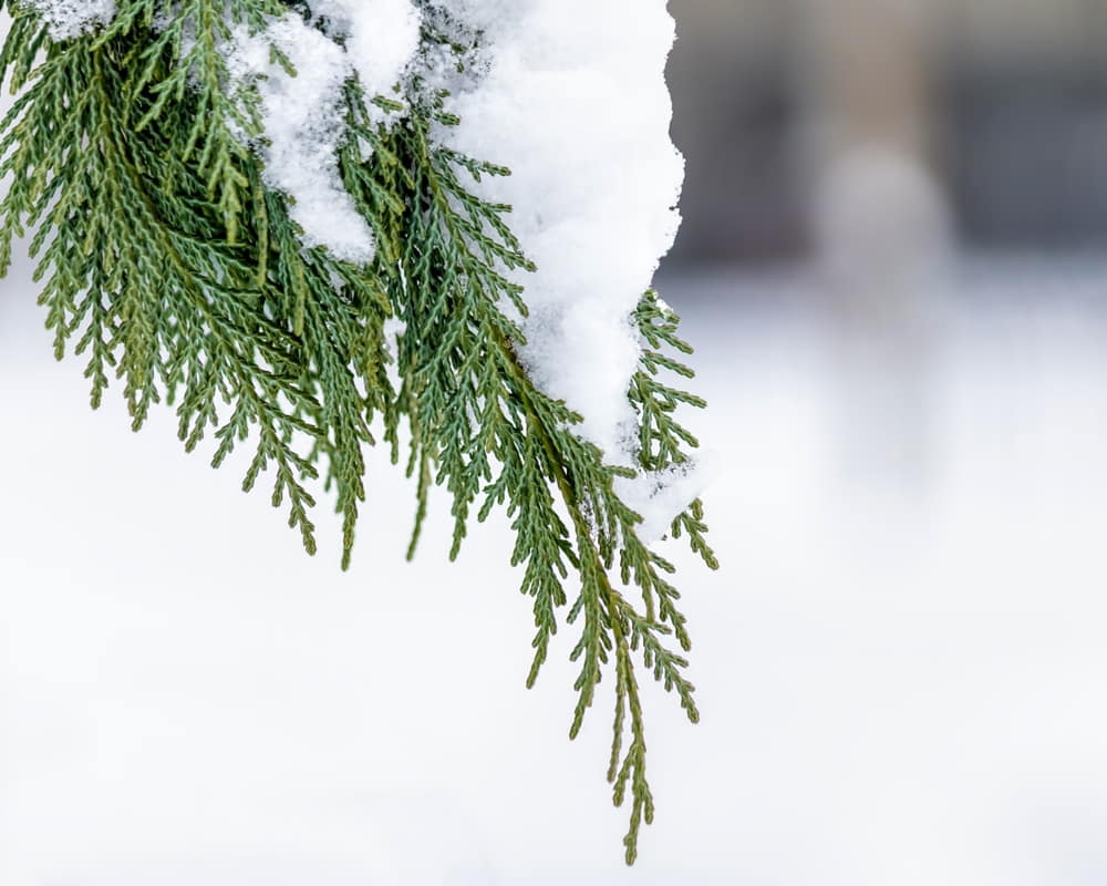 soft-focus-cypress-tree-leaves-with-snow1000800 絲柏精油功效百科