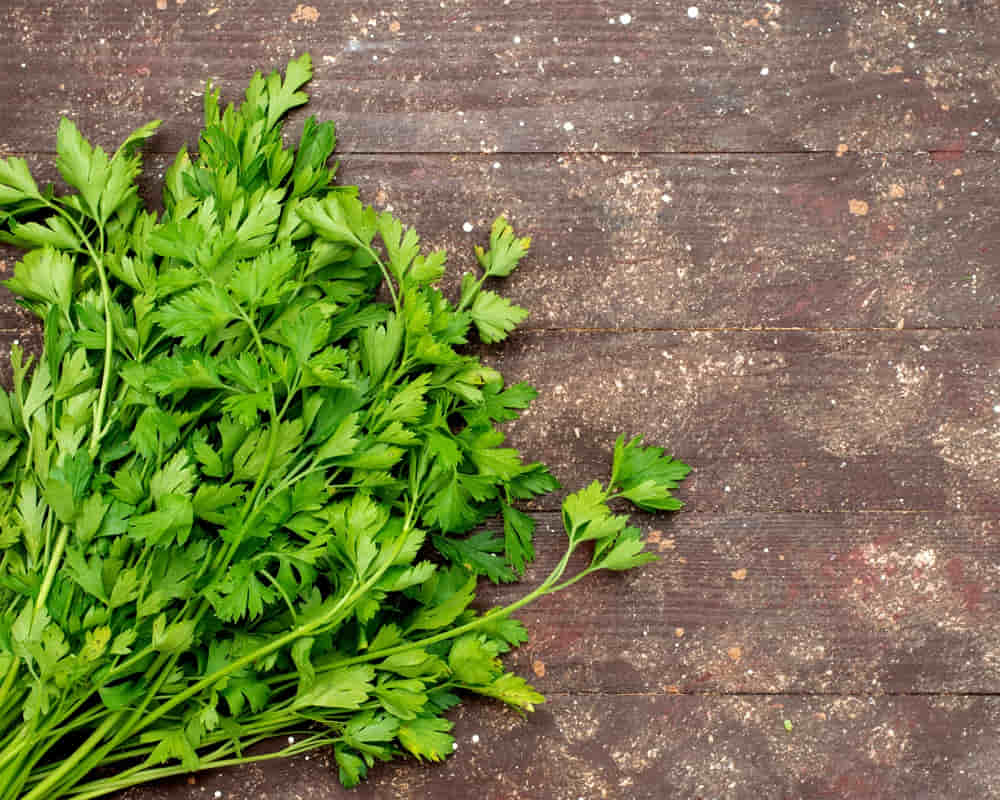 top-view-green-greenies-fresh-ripe-brown-green-salad-leaf1000800 歐芹精油功效百科