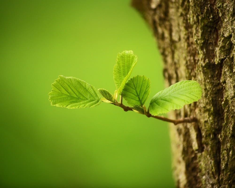 trees-2987303_12801000800 一聲春雷驚蟄到，蚊蟲病毒萬物醒，驚蟄養生三法
