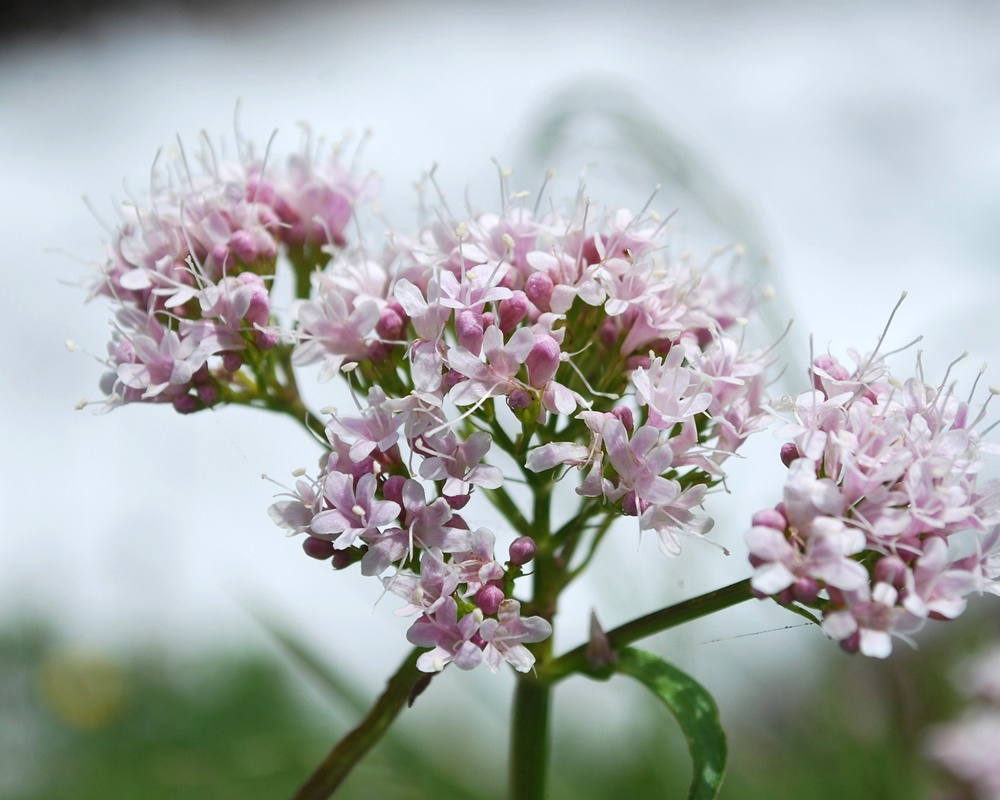 valerian-6557582_19201000800纈草 纈草精油功效百科