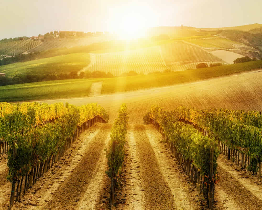 vineyard-landscape-tuscany-italy1000 小暑上蒸下煮，清熱解暑一食物二穴位