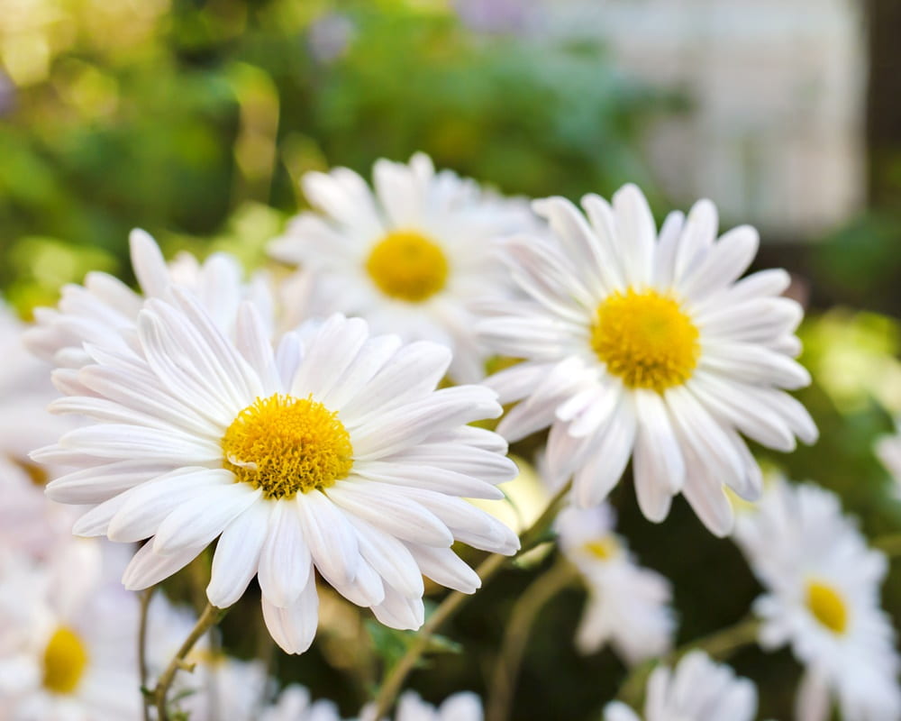 white-chamomile-chrysanthemum-flowers-closeup1000800 過敏導致的眼睛癢,眼睛紅,該怎麼辦?