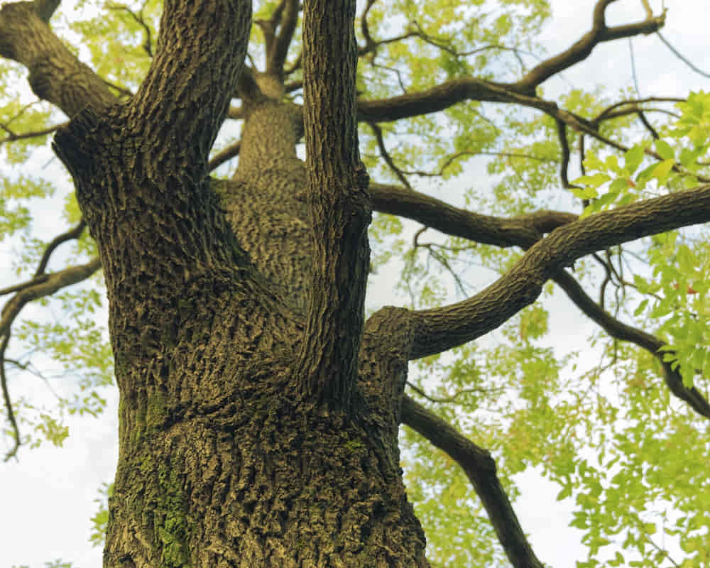 wide-spreading-camphor-tree-fragment-japanese-park-by-spring-time1000800樟樹 昏昏欲睡嗎?春天養肝補腦正時候