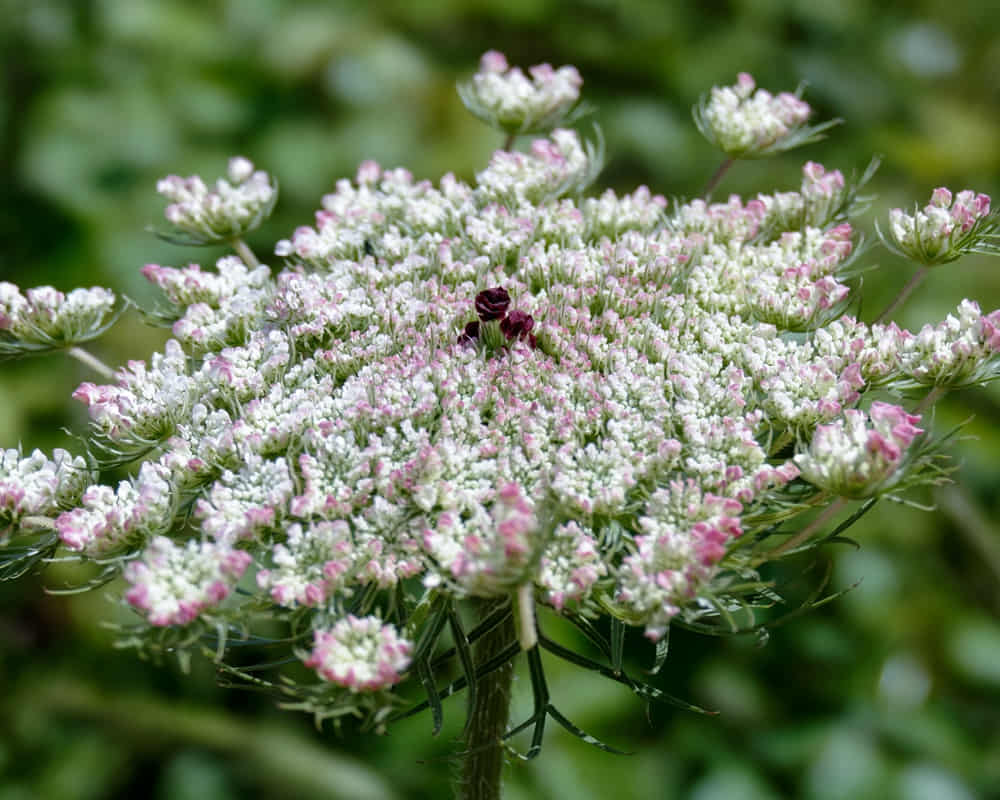 wild-carrot-daucus-carota-sardinia1000800 胡蘿蔔籽精油功效百科