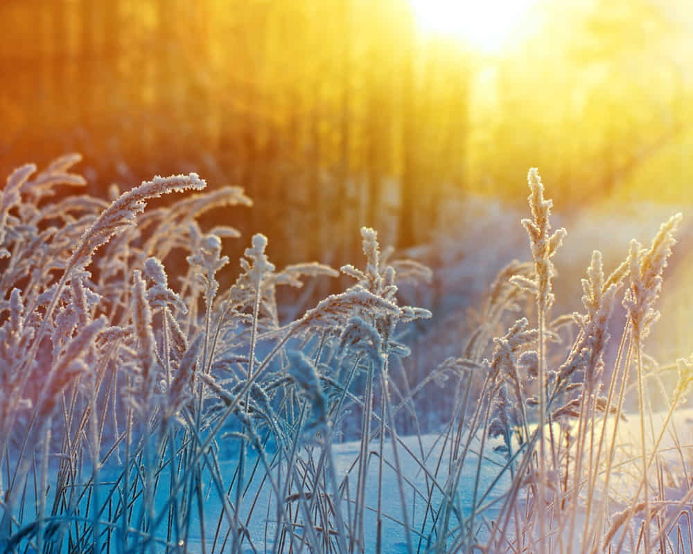 winter-scene-frozenned-flower-pine-forest-sunset1000800 大寒時節防五寒-「大寒」的節氣芳療養生法