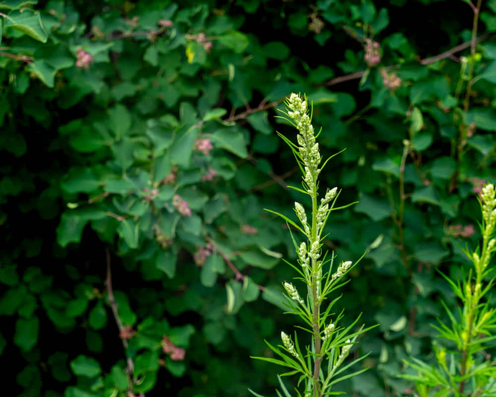wormwood-stem-natural-plant-blurred-background1000 植物也能看到和嗅聞嗎？植物也有記憶和意識嗎？