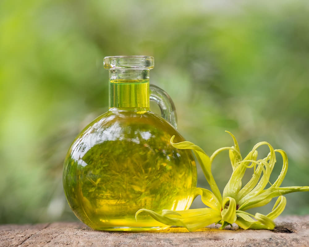 ylang-ylang-cananga-odorata-flower-oil-nature1000 掉髮危機與生髮精油 l 幫助頭皮生髮的中醫芳療精油經絡應用法