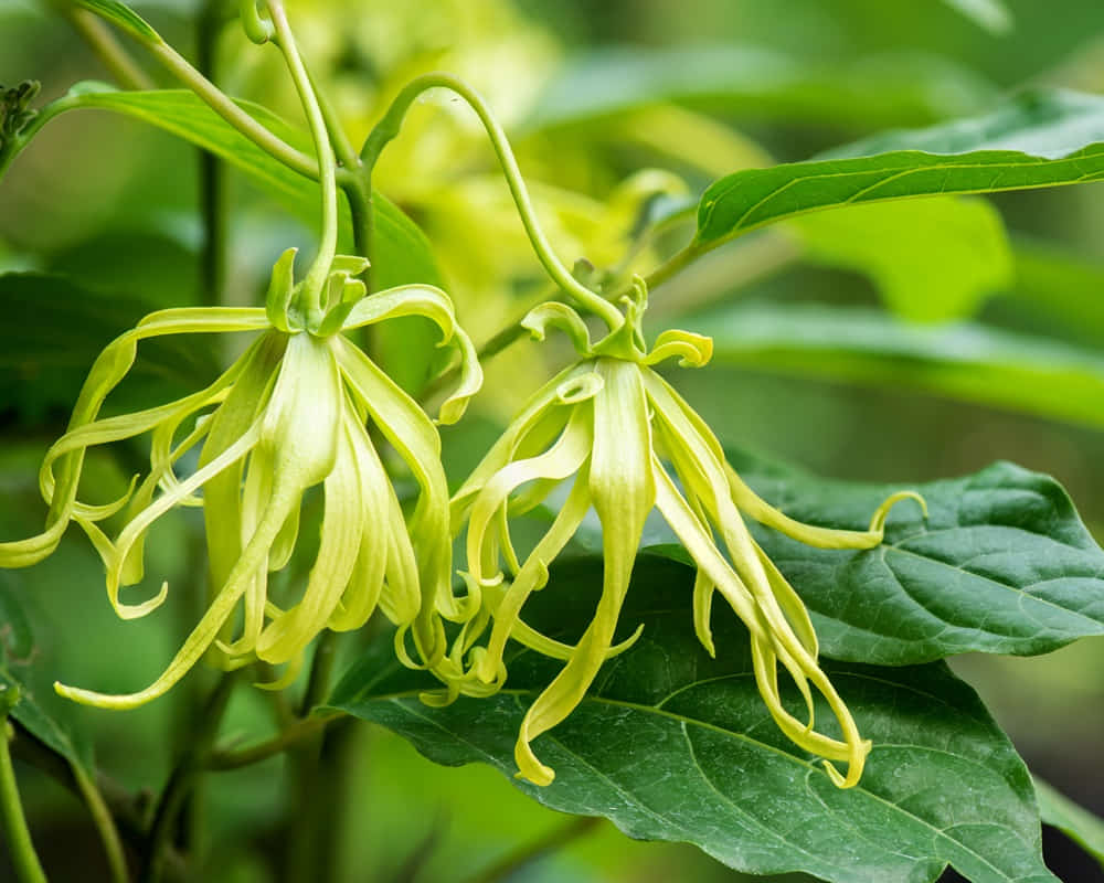 ylang-ylang-cananga-odorata-flowers-nature1000 精油化學分子之沉香醇/芳樟醇(Linalool)