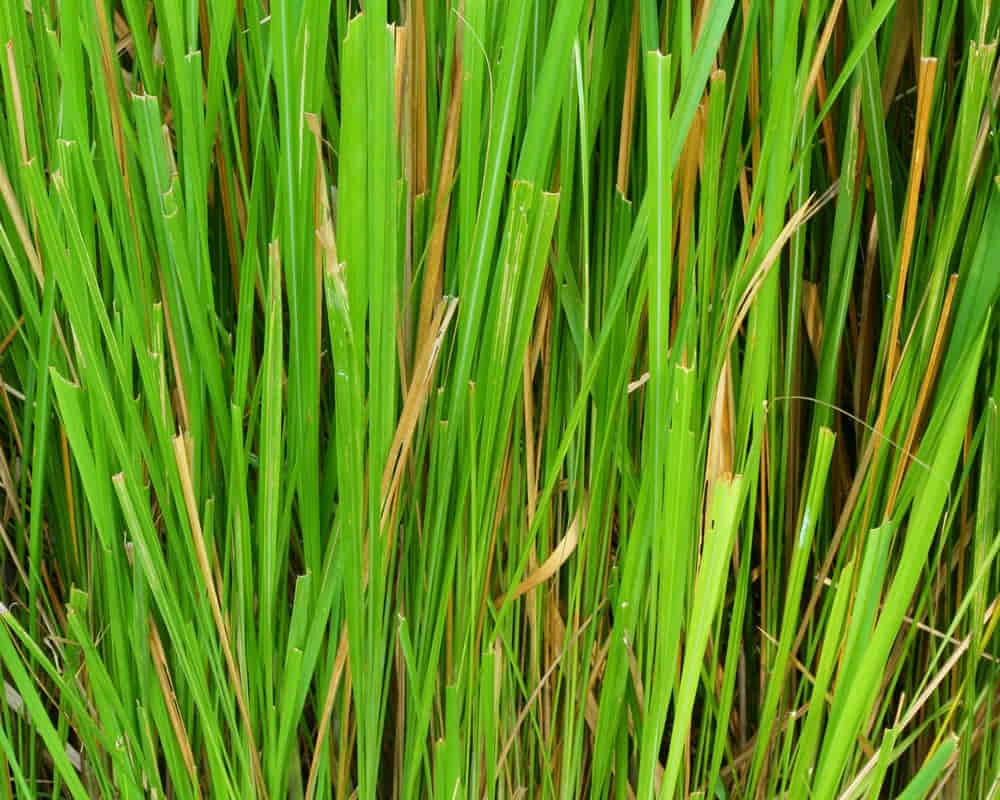 岩蘭草1000800 岩蘭草精油功效百科