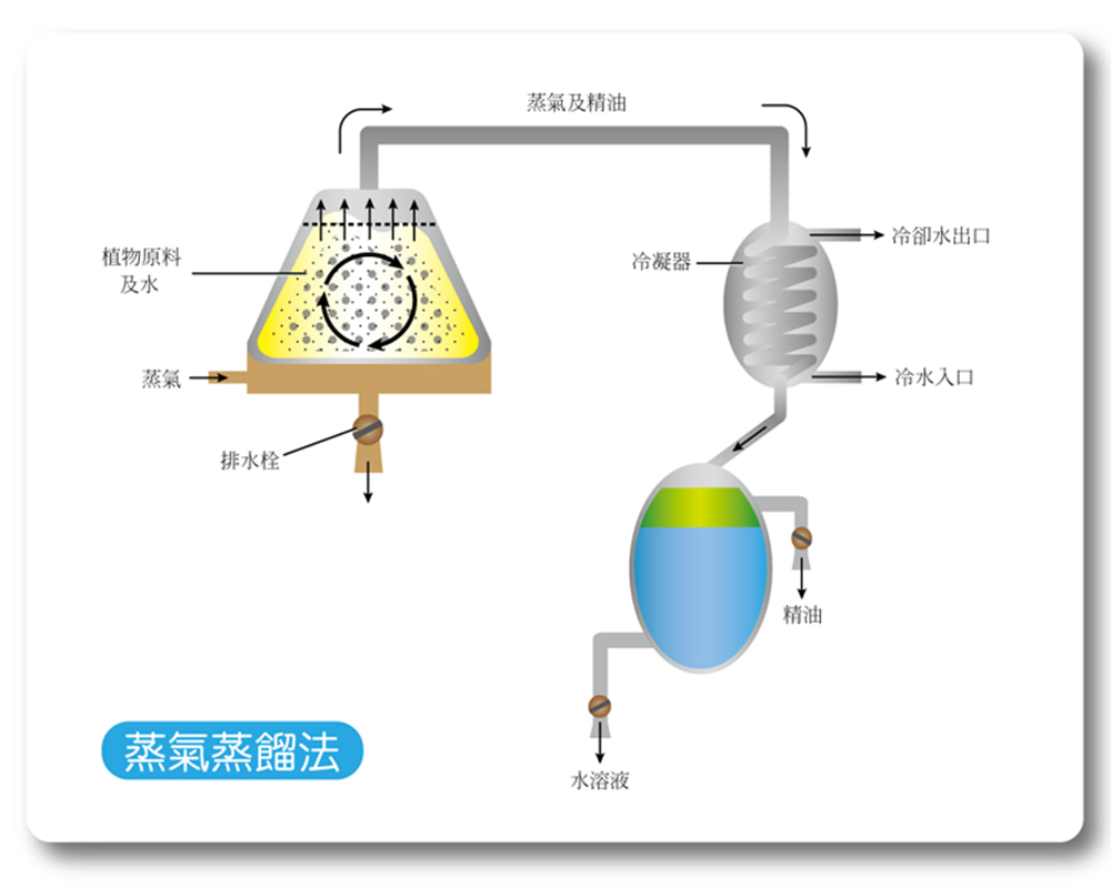 蒸氣蒸餾法1000 精油化學之精油的萃取與再製(上)