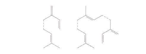 4-e1632896772667 [精油化學]萜烯化合物分子(terpene molecules)的生成
