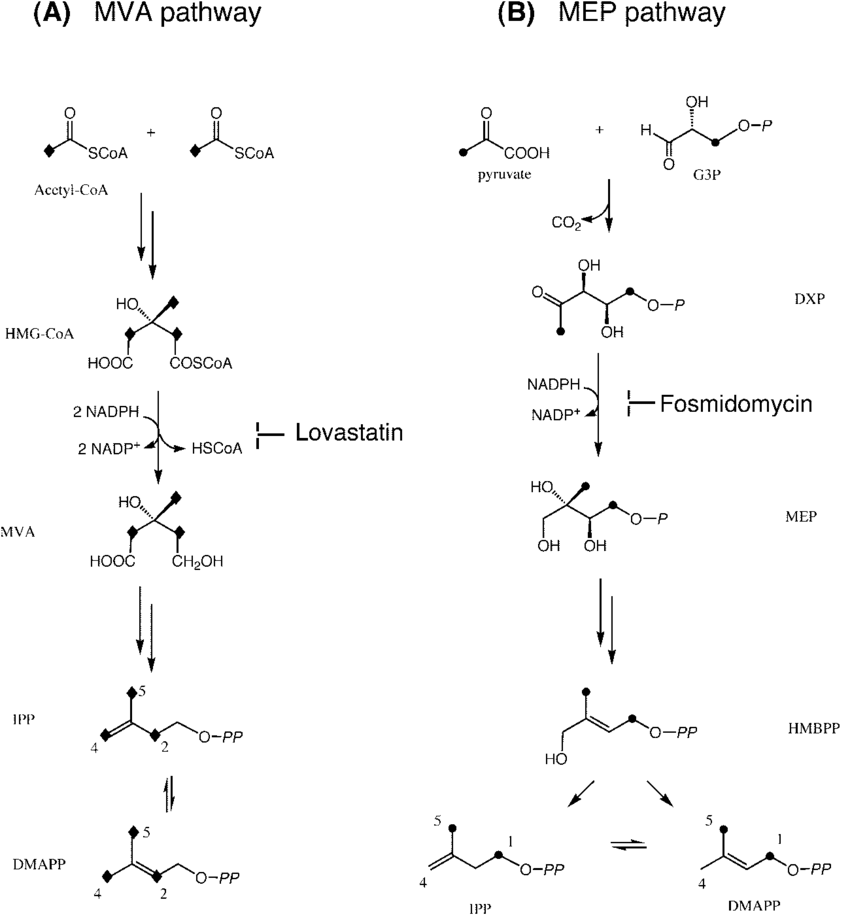 Formation-of-IPP-and-dimethylallyl-diphosphate-DMAPP-via-the-MVA-pathway-A-or-the-MEP [精油化學]萜烯化合物分子(terpene molecules)的生成