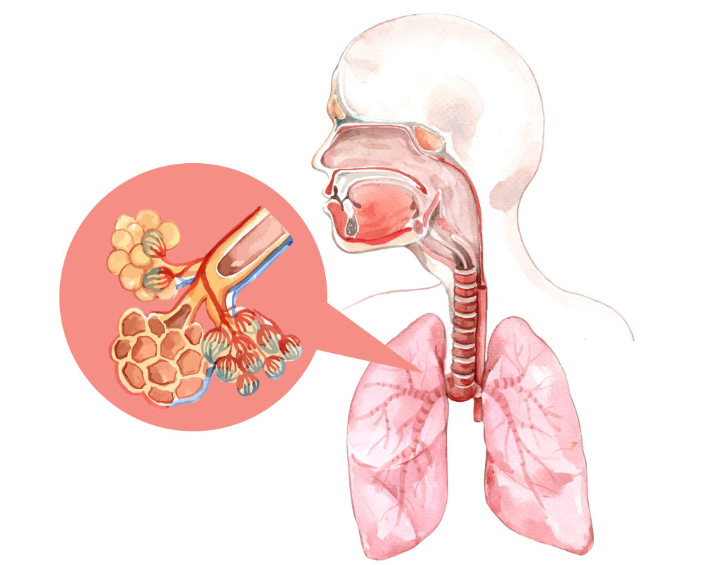 Respiratory-system-design-for-website-template-with-human-anatomy-of-lung 肺氣腫的中醫經絡療法