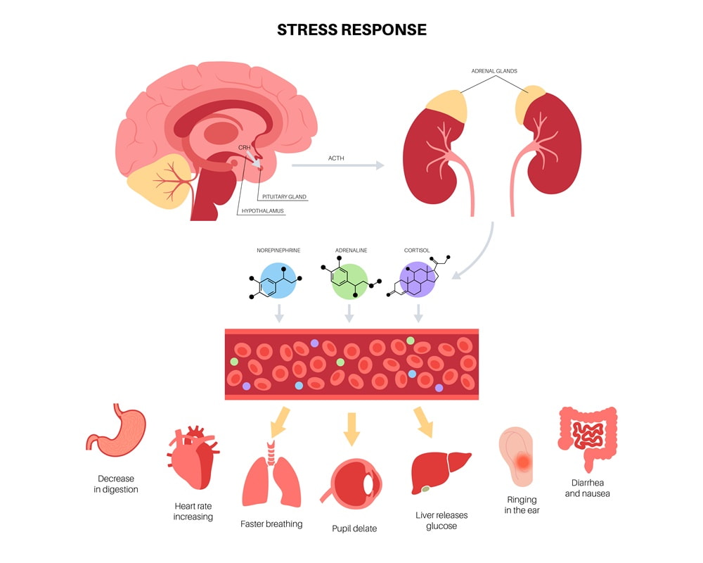 Stress_Responce_281000800 不只是累！當自體免疫疾病遇上皮質醇過低——你不可不知的內分泌警訊!