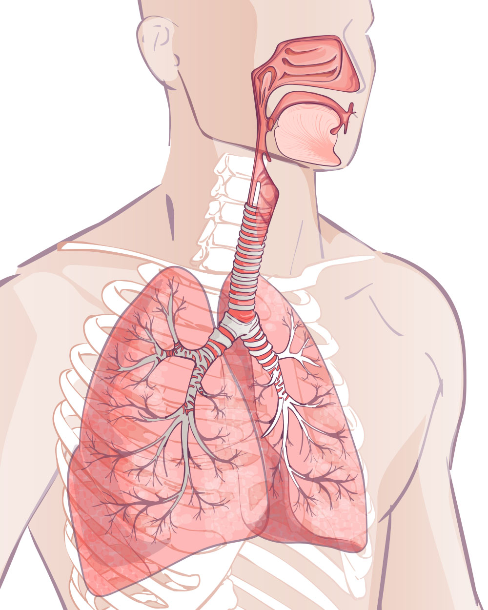 Vector-human-respiratory-system-Premium-Vector 空氣中的髒東西是如何入侵你的身體?