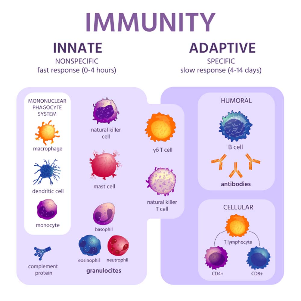 immune-cells 身體裡自帶的天然防衛隊-免疫系統
