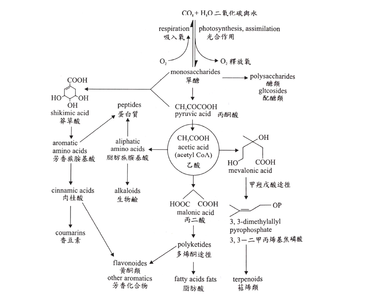 植物次生新陳代謝之合成反應路徑 [精油化學]精油的來源與植物內精油的分佈