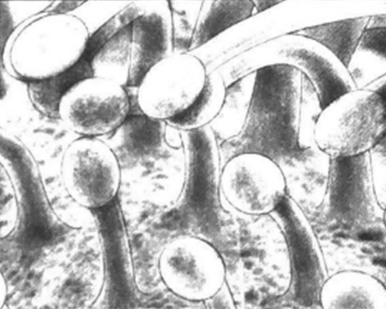 腺毛茸 [精油化學]精油的來源與植物內精油的分佈