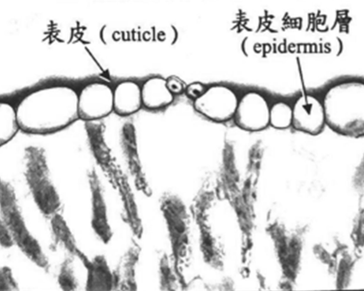 表皮細胞 [精油化學]精油的來源與植物內精油的分佈