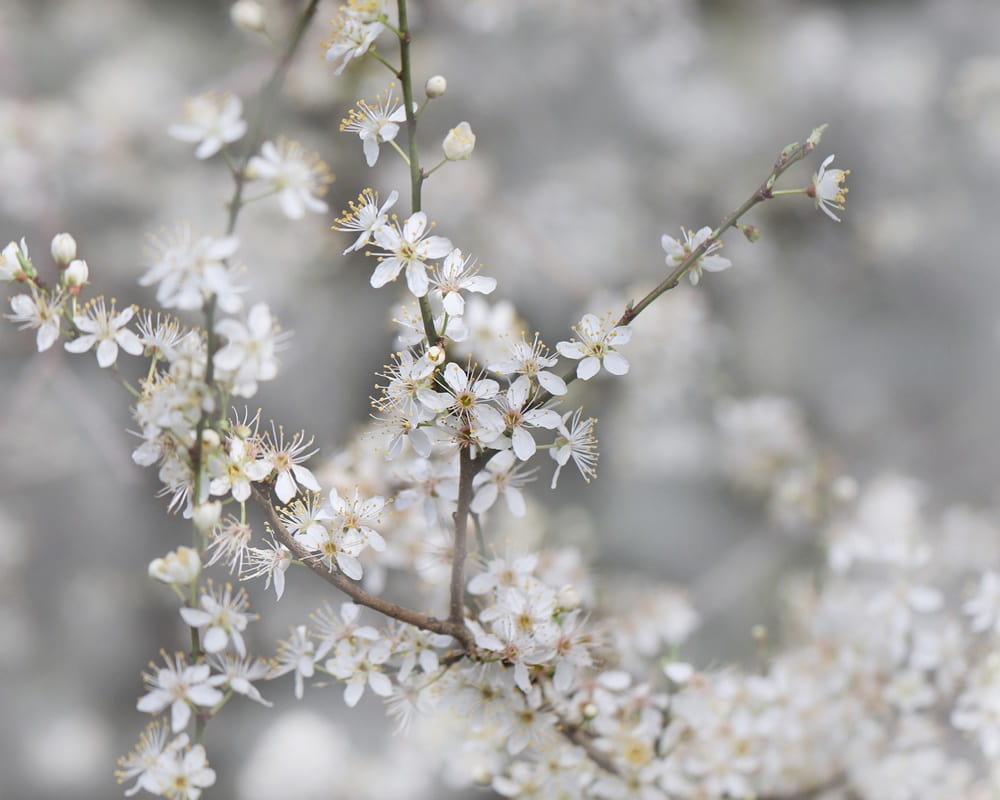 flowering-branch-g41809f80d_19201000800 首頁