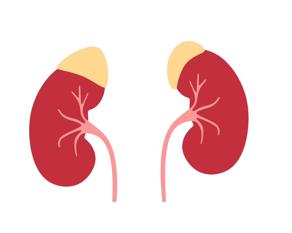 adrenal-glands-Endocrine-System 秋天的五臟排毒法