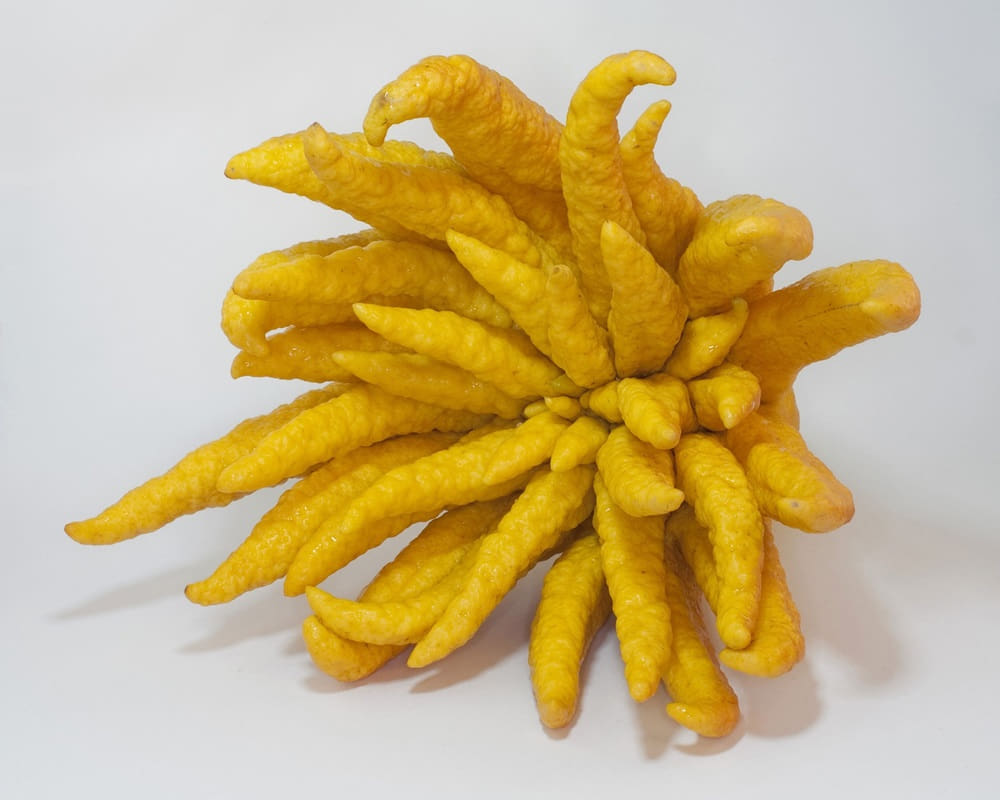 buddhas-hand-g344369092_19201000800 精油化學分子之沉香醇/芳樟醇(Linalool)