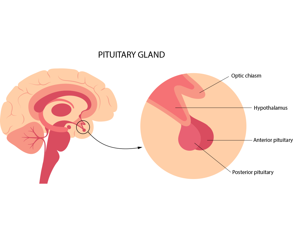 pituitary-gland-anatomy-human-endocrine-system-brain-hypothalamus-concept-connection-internal-organs-with-anterior-posterior-pituitary-gland-hormones-isolated-vector-illustration-1-Endocrine-System 荷爾蒙是怎麼被發現的?歷史上激素的起源與研究的趣聞軼事