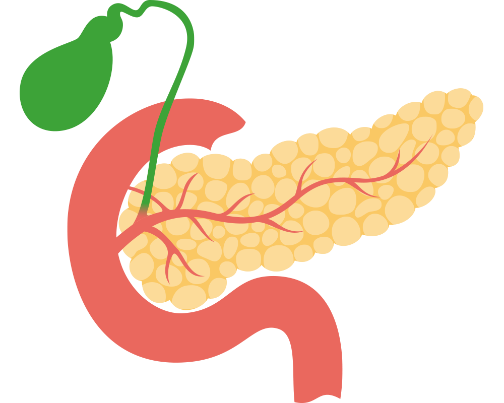 vector-isolated-illustration-pancreas-duodenum-gallbladder-anatomy-human-digestive-system-Endocrine-System 荷爾蒙是怎麼被發現的?歷史上激素的起源與研究的趣聞軼事