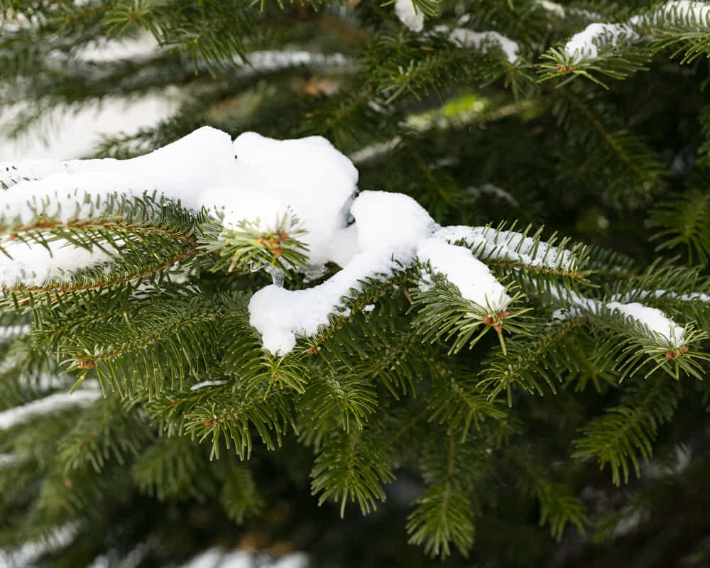 branches-spruce-pine-covered-with-snow-winter-background-new-year-s-natural-background-christmas-background_cedar_1000800 懂得彎腰的雪松,不怕白雪壓枝頭