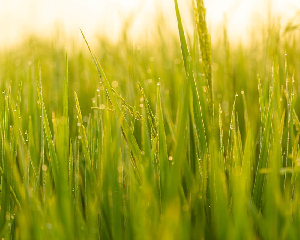 morning-dew-drops-green-leafs-green-grass-leafs-with-dew-drops-morning-sunlight_rain_1000800 小滿節氣到，解熱祛濕消百病