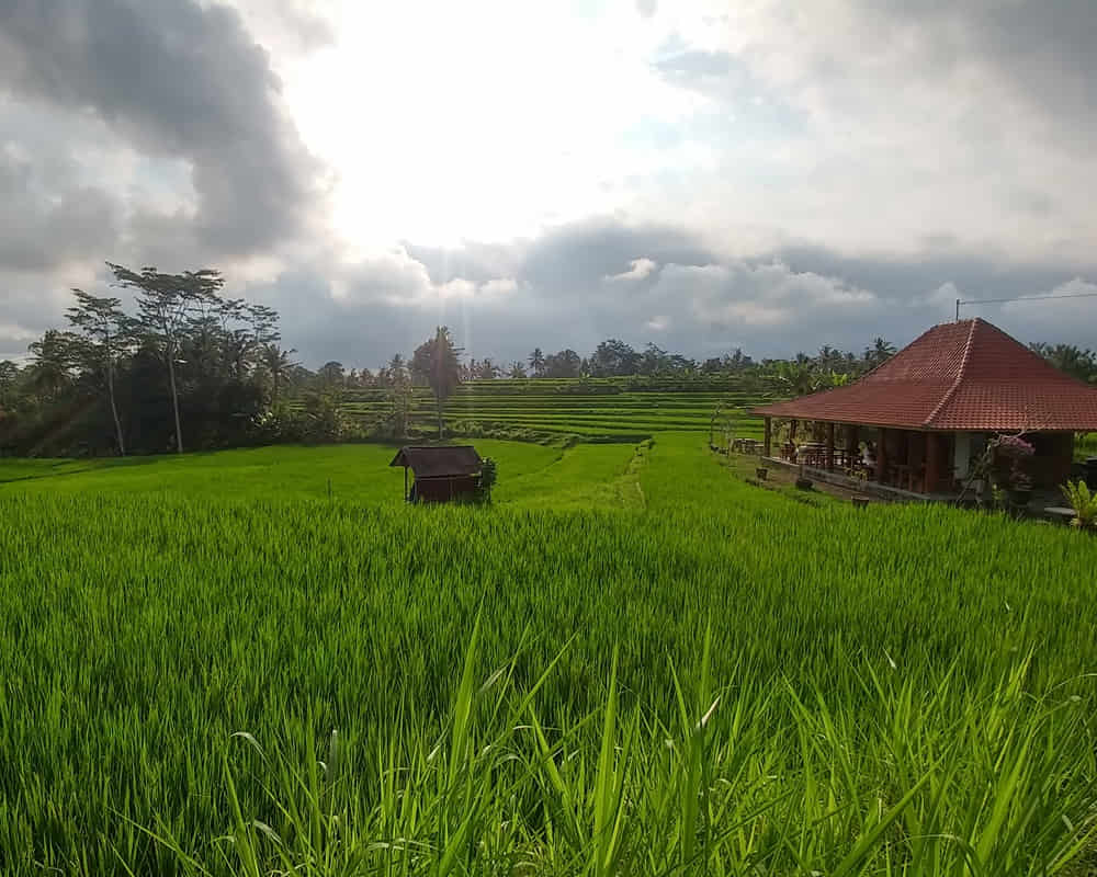 rich-green-rice-stepped-fields-traditional-balinese-rice-terraces-wooden-house-jungles_rain_1000800 窮人思維與富人思維