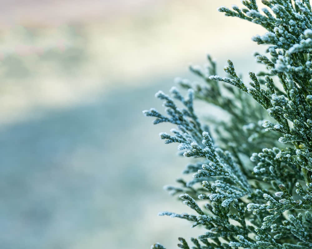 thuja-during-first-frost-frosted-white-sunny-morning-bokeh_cedar_1000800 懂得彎腰的雪松,不怕白雪壓枝頭