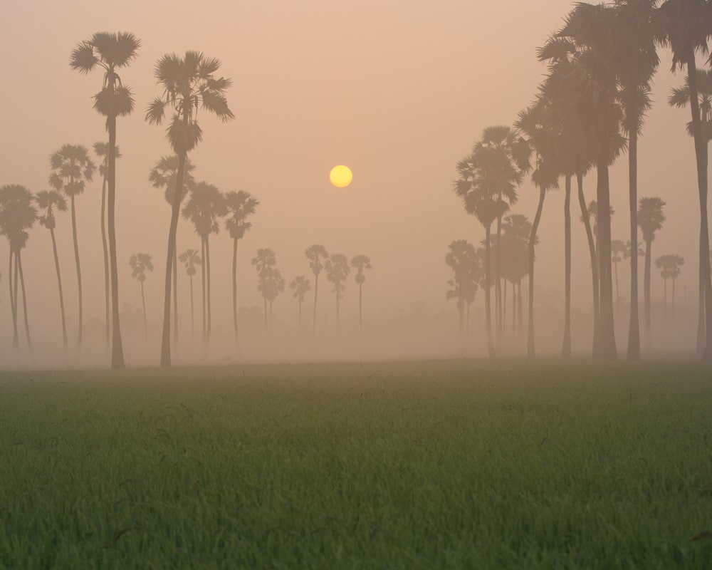 dong-tan-trees-green-rice-field-national-park-sunset-sam-khok-district-rural-area_scene_1000800 成功是熬出來的，在工作中修練內在幸福力