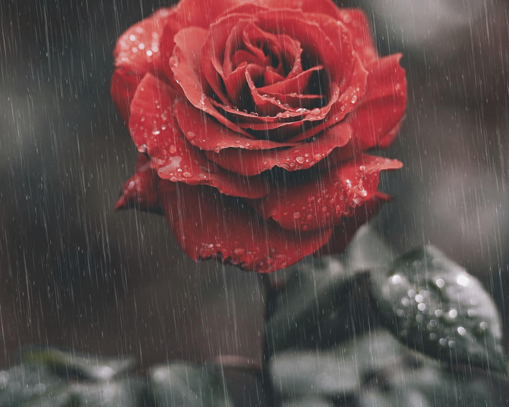 red-rose-wallpaper-rain-moody-background_rain-position_1000800 分手快樂，結束一段關係最好的方式