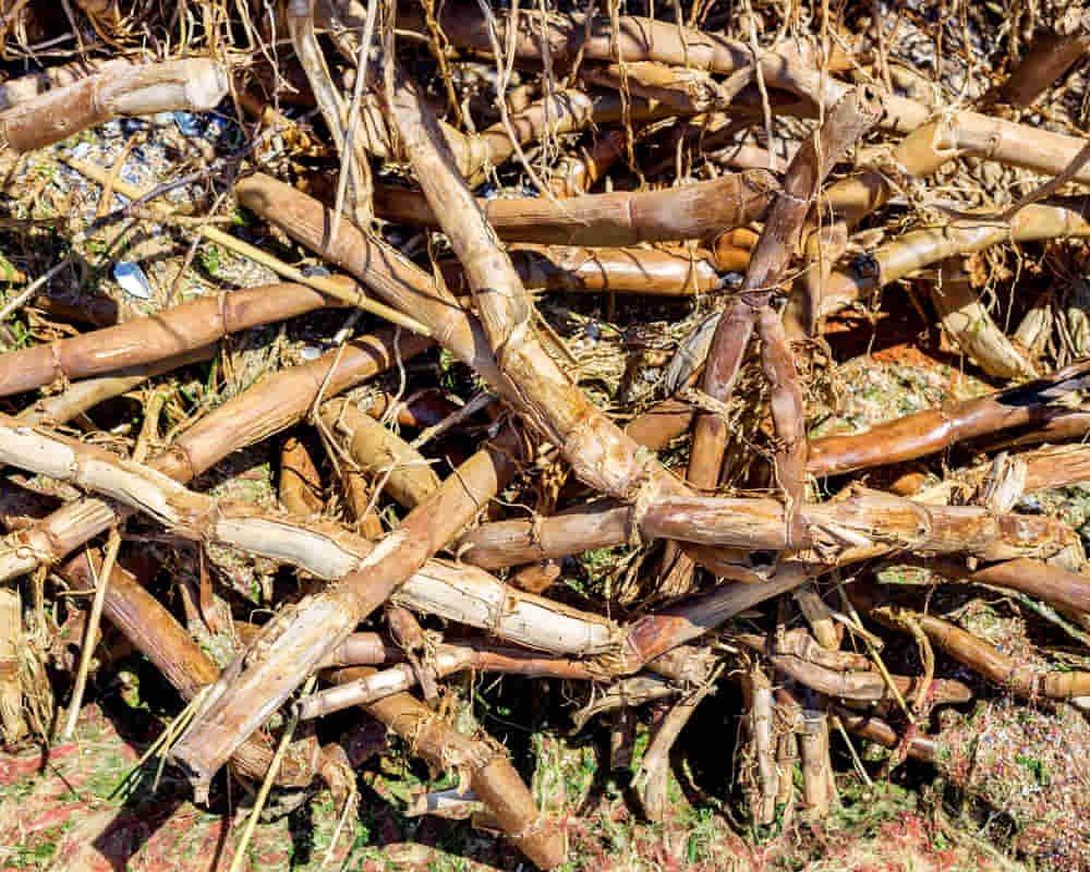 stylish-cane-roots-sand-near-water-close-up_蘆根_1000800 跟著清冠又火了一把的蘆根，清熱祛痰排膿第一方