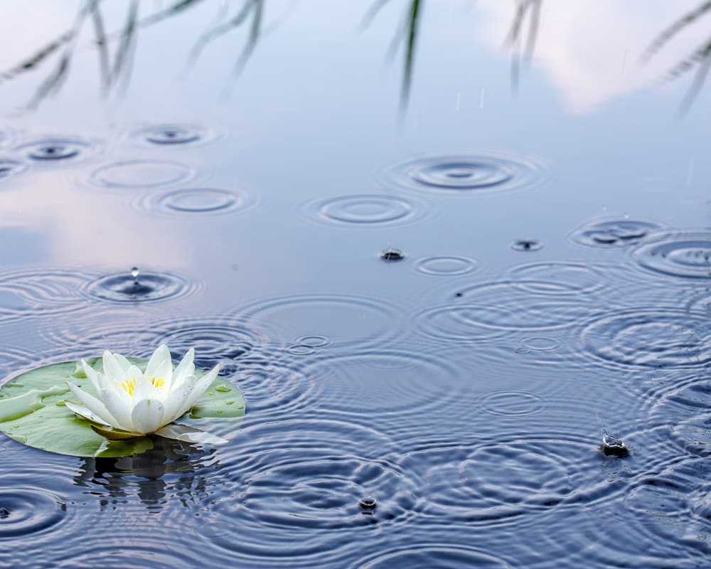 beautiful-white-water-lily-clear-lake-rain_1000800 芒種節氣至，養陰清熱，袪濕除穢一身輕