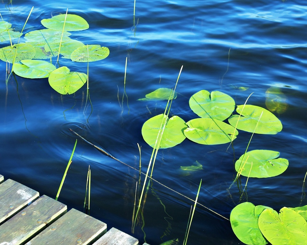 lake-2721971_1280sandalwood_1000800 放下你的助人情結，尊重他人命運